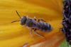 Seladonia sp.